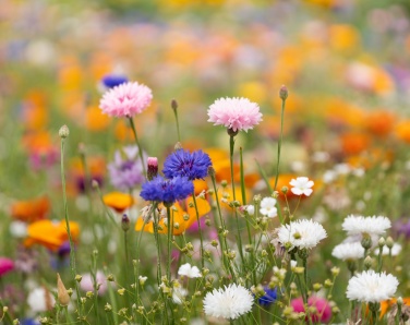 Logo trade corporate gift photo of: A6 wildflower seed paper sheet