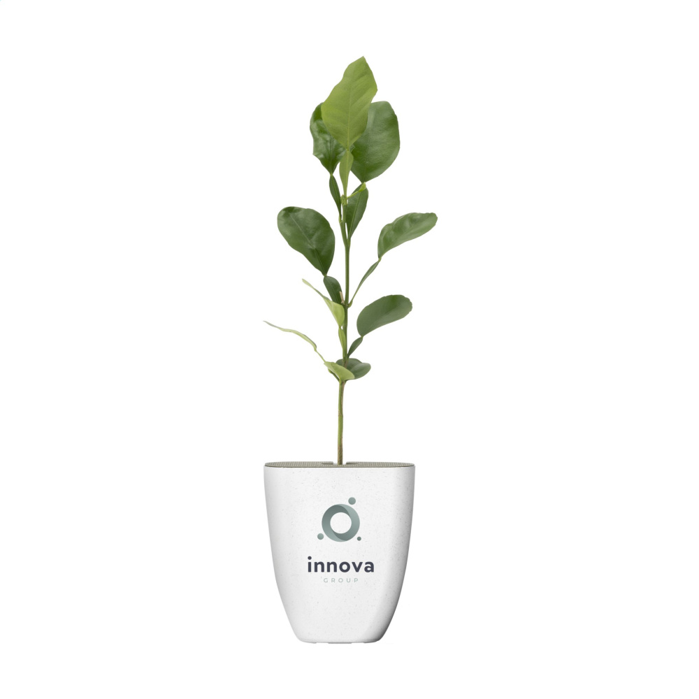 Logo trade promotional product photo of: Treemore Letterbox Trees Kaffir Lemon