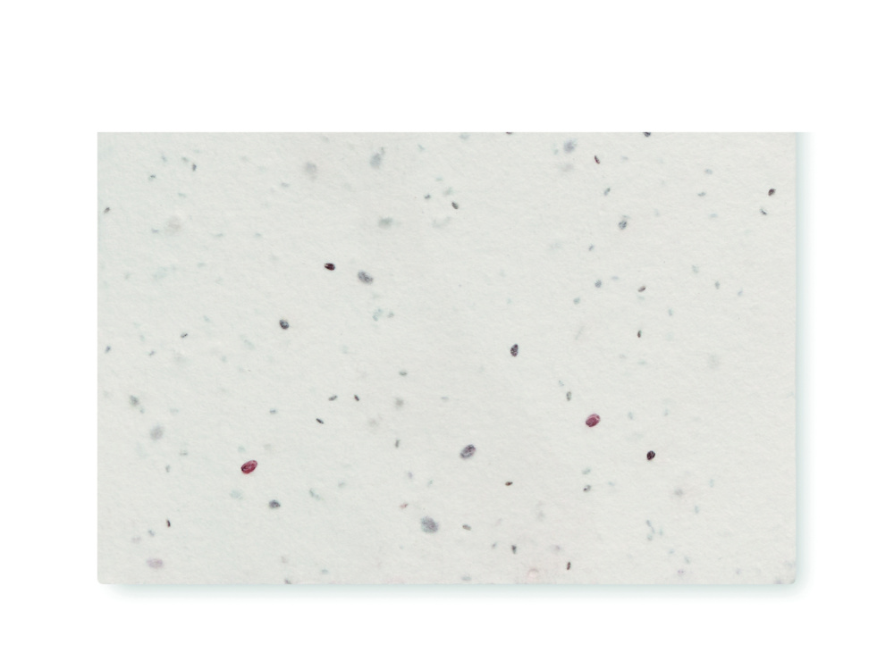 Logo trade promotional items picture of: Wildflower seed business card.