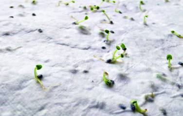 Logo trade promotional merchandise picture of: Wildflower seed business card.